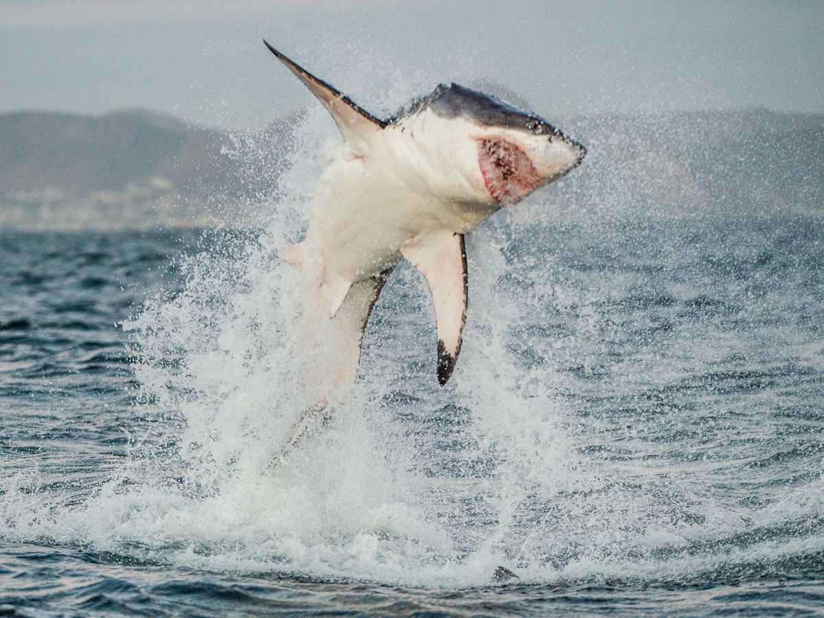Great White Shark Compared to Human: Key Differences – Ocean Action Hub