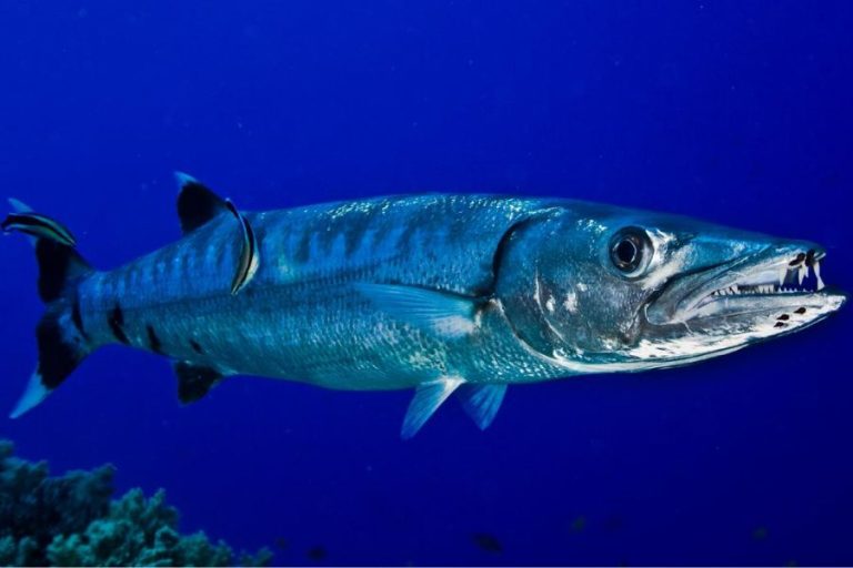 Are Barracudas Dangerous? The Truth About Barracuda Attacks on Humans