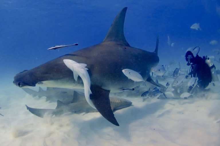 Are Hammerhead Sharks Dangerous? Do They Attack Humans? Ocean Action Hub