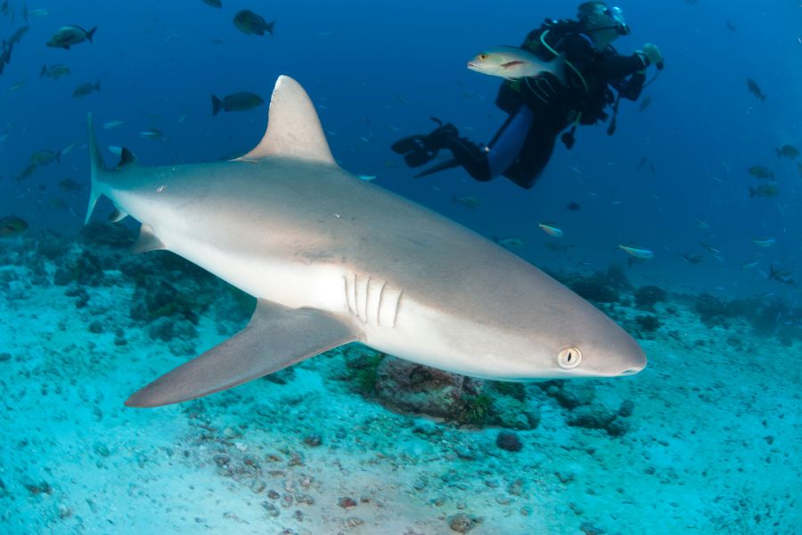 Are Lemon Sharks Dangerous? Everything You Need To Know – Ocean Action Hub