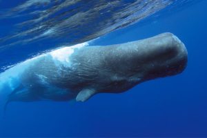 Are Sperm Whales Dangerous? (Here’s The True)