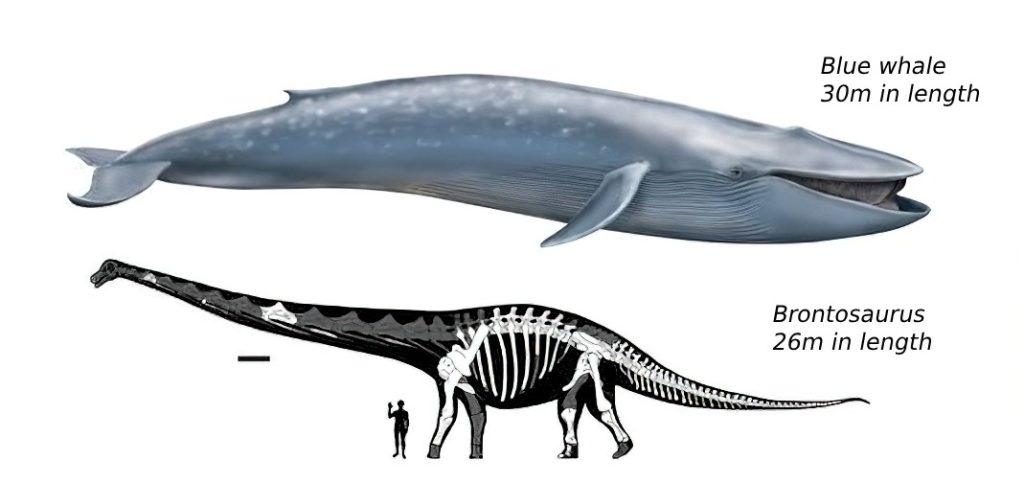 how big is a blue whale compared to a Brontosaurus