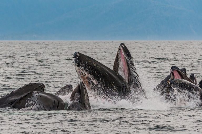 Fascinating Facts About Humpback Whales’ Teeth – Ocean Action Hub