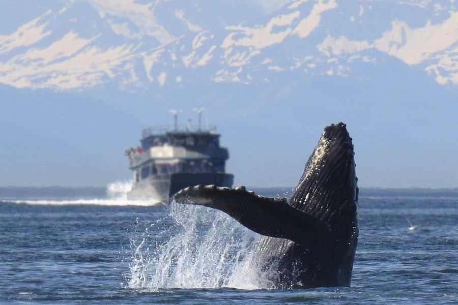 Why Do Humpback Whales Migrate To Alaska? (Explained) – Ocean Action Hub