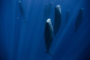 Why Do Sperm Whales Sleep Vertically? (Explained)