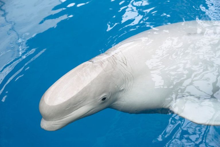 Are Beluga Whales Dolphins? Here’s Why They Seem So Similar – Ocean