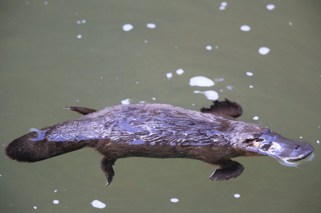 Are Platypus Poisonous? Everything You Need To Know – Ocean Action Hub