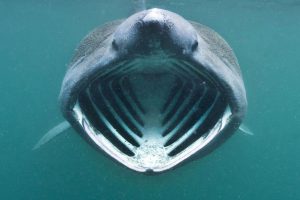 Basking Shark Teeth: Unveiling The Gentle Giant’s Grin