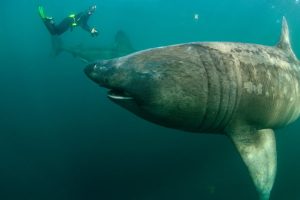Do Basking Sharks Eat Humans? Are They Dangerous?