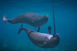 Are Narwhals Real? Exploring The Mysterious Unicorn Of The Sea