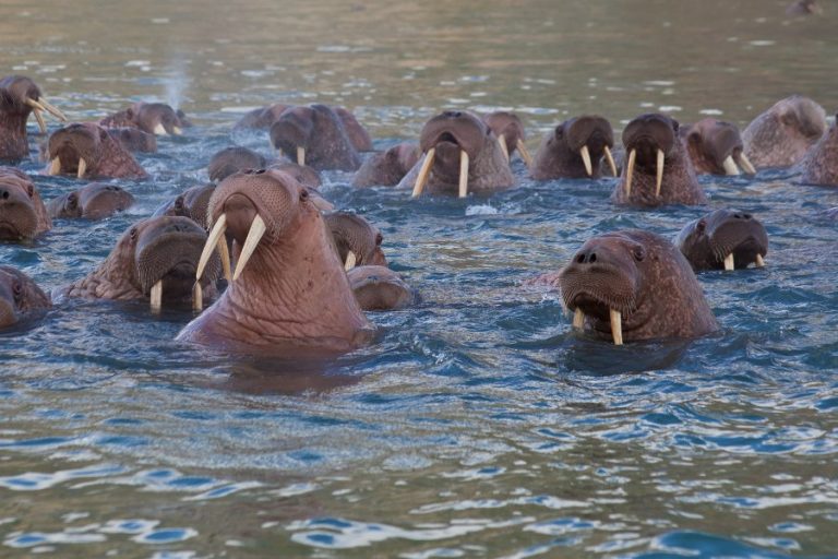 Are Walruses Dangerous? Do They Attack Humans? – Ocean Action Hub