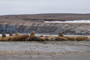 Do Walruses Eat Penguins? What Is The Real Diet Of Walruses? – Ocean