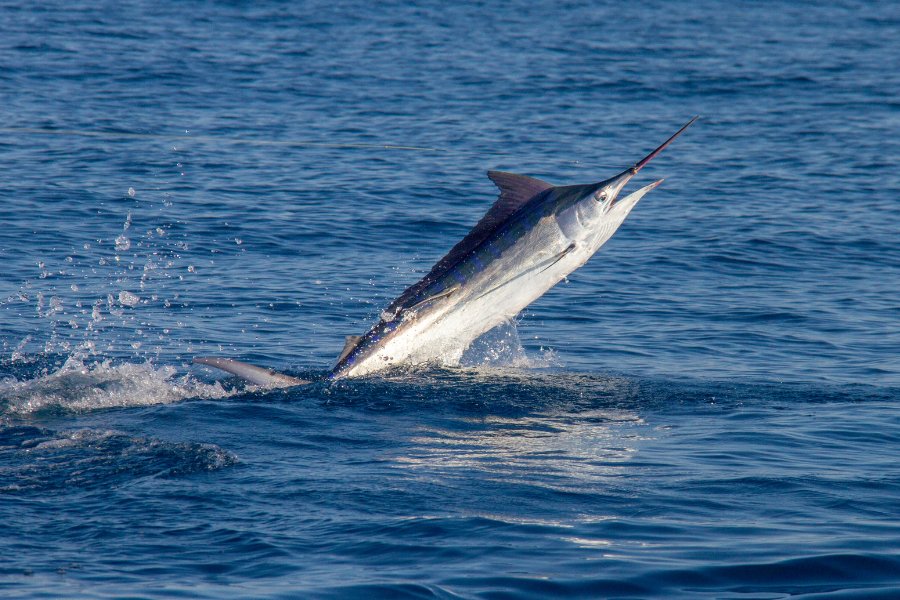 Black marlin jumps in calm seas