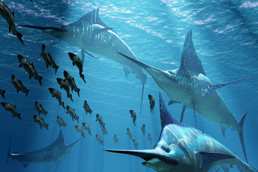 Marlin vs Swordfish A Deep Dive Comparison Ocean Action Hub