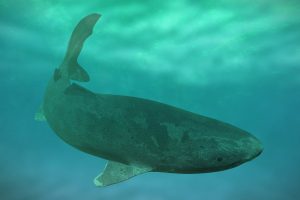 Theories On Why Greenland Sharks Live So Long