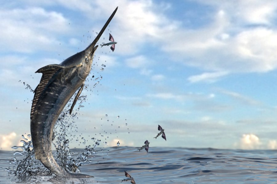 High jump from swordfish which is trying to catch its prey flying fishes