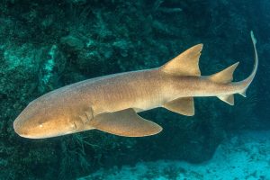 Nurse Shark Bite: Understanding Risks and Treatment Steps