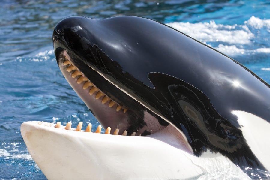 Insights Into the Dental Anatomy of Orca Teeth