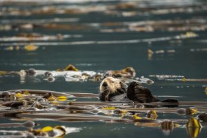 What Animals Eat Kelp? Uncovering The Diverse Marine Diets – Ocean