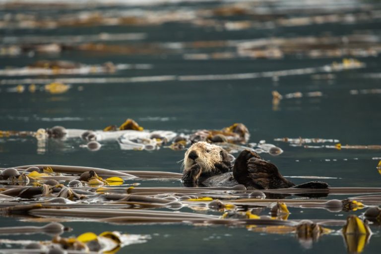 What Animals Eat Kelp? Uncovering The Diverse Marine Diets – Ocean