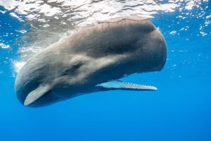 Do Sperm Whales Have Teeth? Everything You Need To Know