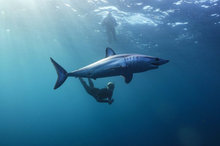 Mako Shark Majesty: Captivating Facts You Need To Know – Ocean Action Hub