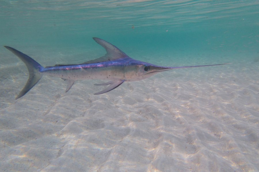 Swordfish in sea