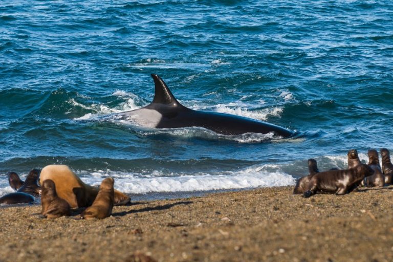 Do Killer Whales Eat Seals? Hunting Habits Unveiled Ocean Action Hub