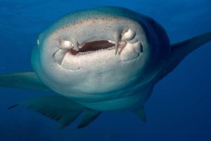 Nurse Shark Teeth: Understanding the Unique Dental Structure