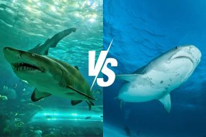 Sand Tiger Shark vs Tiger Shark: An Oceanic Duel