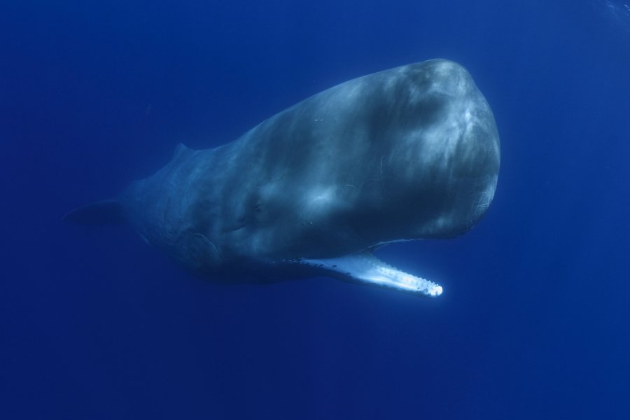 sperm whale travel