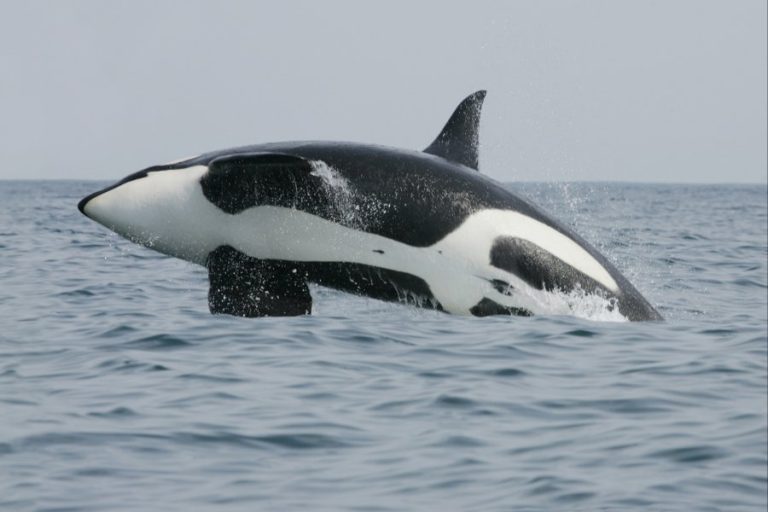 Whale Shark vs Orca: Titans of the Deep Compared – Ocean Action Hub