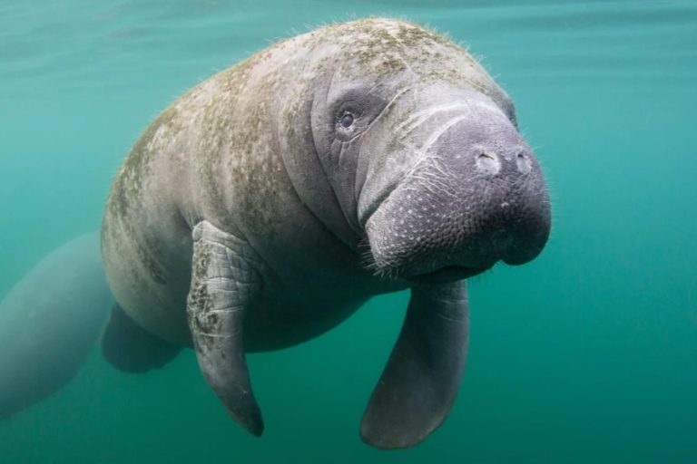 Dugong vs Manatee: Key Differences Between These Marine Mammals – Ocean