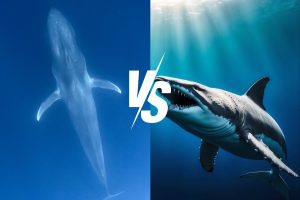 Blue Whale vs Megalodon: Ancient Sea Giant Showdown