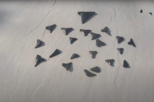 Mako Shark Teeth: Marvels of Marine Evolution – Ocean Action Hub