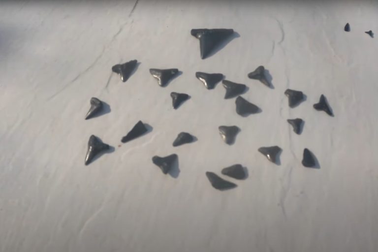 Mako Shark Teeth: Marvels of Marine Evolution – Ocean Action Hub