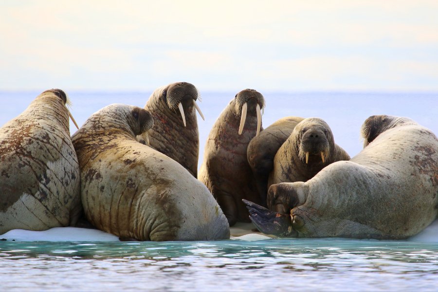A group of walruses feasting on a variety of fish and shellfish in the cold waters of the Arctic Ocean