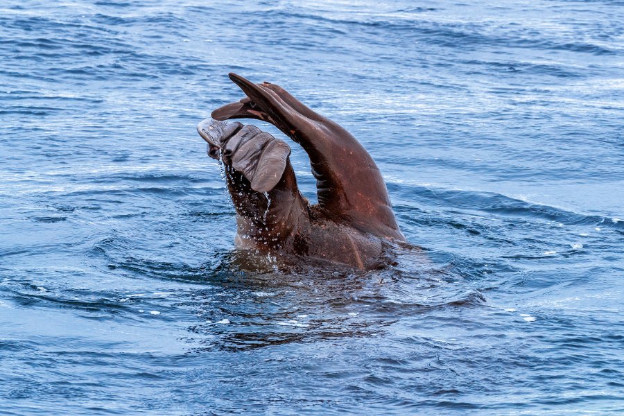 An adult walrus dives for shellfish