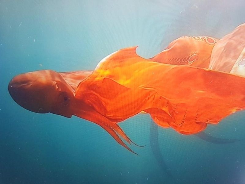 Blanket Octopus