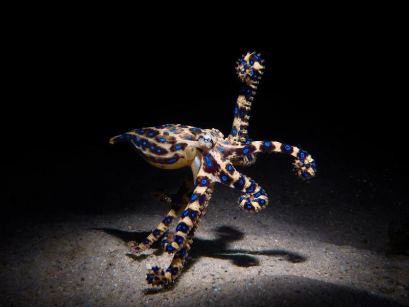 Blue-Ringed Octopus (Hapalochlaena sp.)