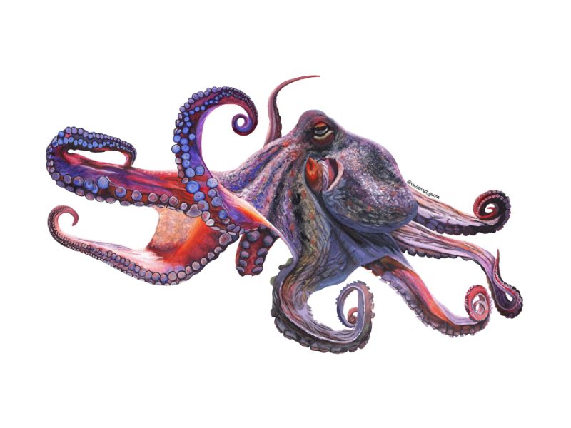 Common Octopus (Octopus vulgaris)