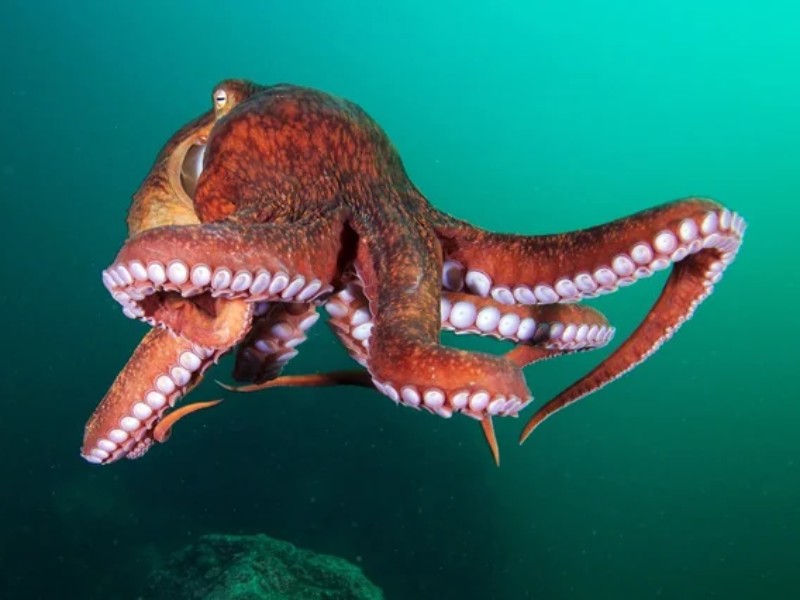 Giant Pacific Octopus (Enteroctopus dofleini)