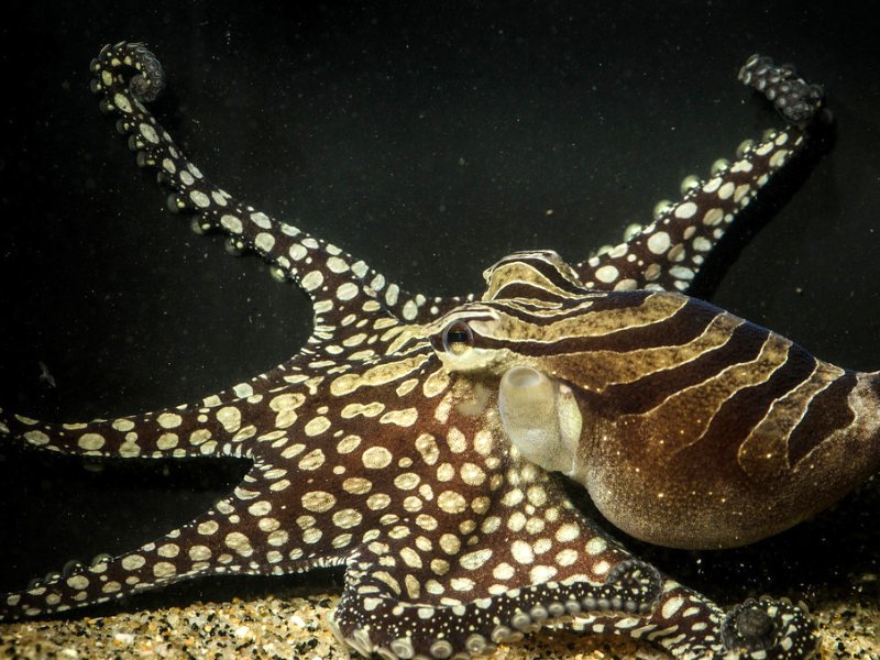 Larger Pacific Striped Octopus