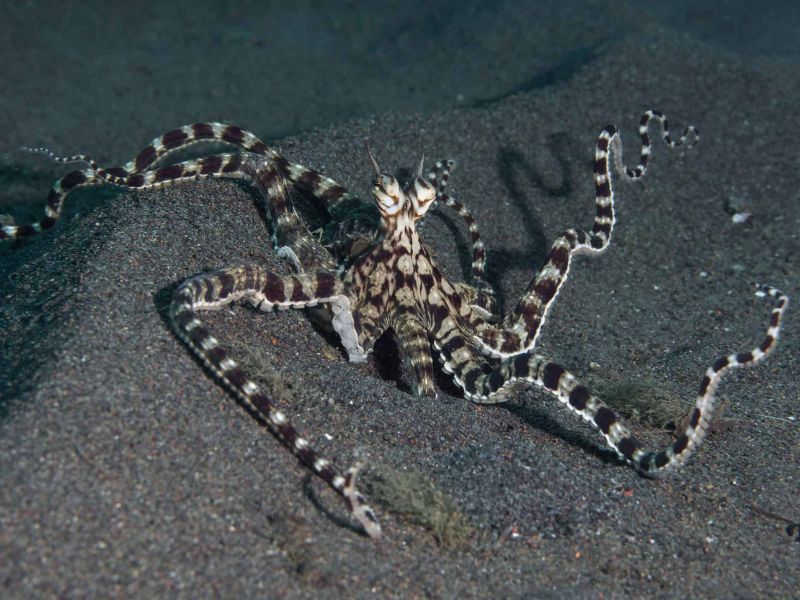 Mimic Octopus (Thaumoctopus mimicus)