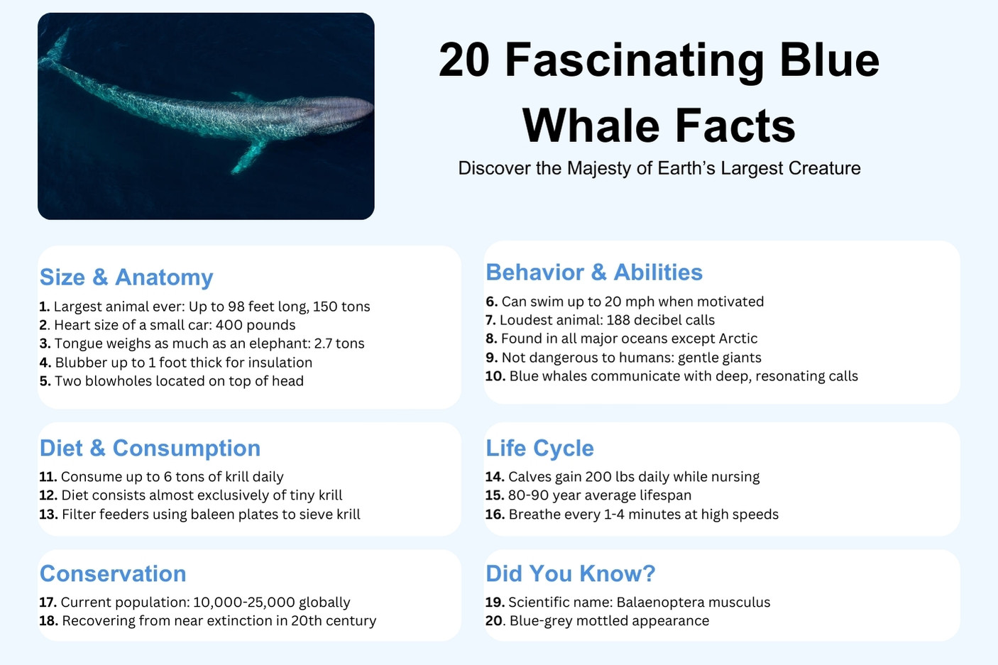 Blue Whale Facts